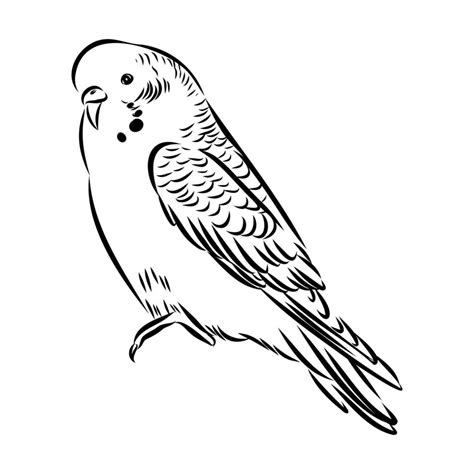 Budgie Vector Sketch Vector Art At Vecteezy