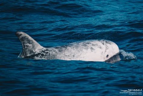 Atlantic Spotted Dolphin Fun Facts Azores Whale Watching Terra Azul™