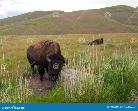 American Bison At The National Bison Range In Montana Usa Stock Photo