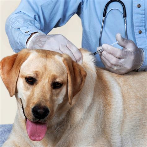 Bordetella Oral Vaccine - I Love Veterinary