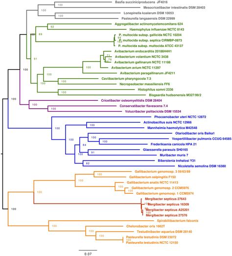 Frontiers Comparative Genomics Analyses Support The Reclassification