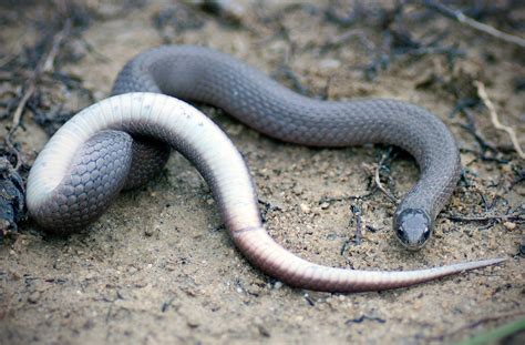 Smooth Earth Snake