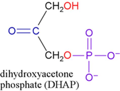 Dihydroxyacetone Phosphate