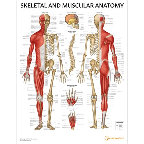 Diagram Of Musculoskeletal System Introduction To The Muscul