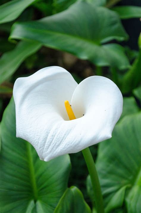 Fotos gratis naturaleza blanco hoja flor pétalo verde botánica