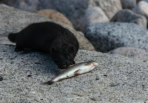 Between the Sea Mink and the Golden Toad and Their Journey Toward Extinction - LearningMole