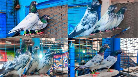 Chhat Wale Kabootar Sialkoti Old Pigeons Breed Teddy Kabootar