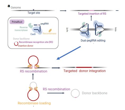 Precise Integration Of Large Dna Sequences In Plant Genomes Using