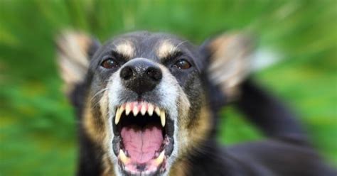 Como agir cães agressivos Bem Estar Canino