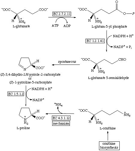 Proline Biosynthesis