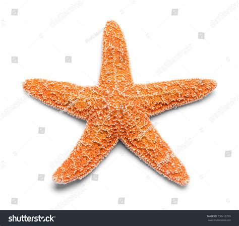 Real Starfish Images Stock Photos D Objects Vectors