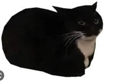 Create Meme Cat Cat Black Cat Pictures Meme