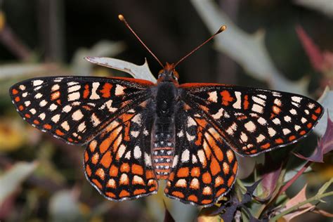 Arizona Butterflies