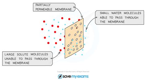 Diffusion Osmosis Active Transport Edexcel Igcse Biology Revision