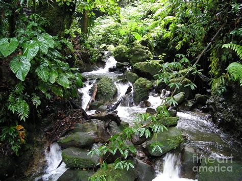 Rain Forest In Dominica Photograph By Mark Wall Fine Art America