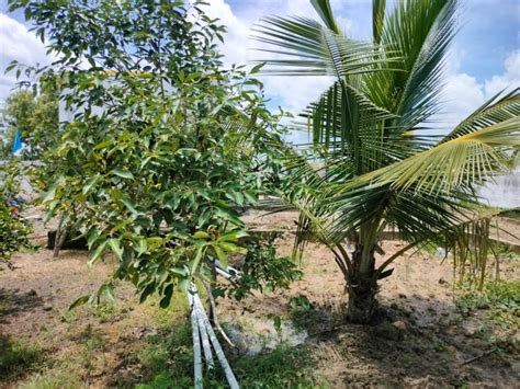 Agricultural Land Sq Ft For Sale In Padalam Chennai Rei