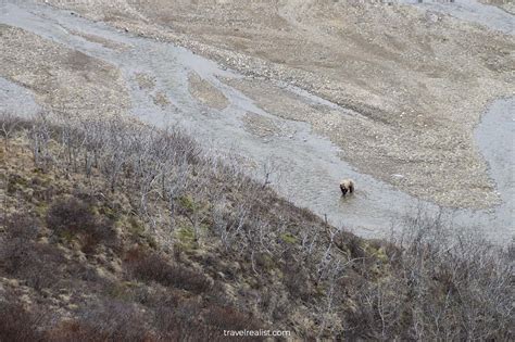 Denali National Park Wildlife Safari - Travel Realist