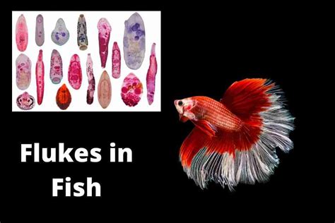 Flukes In Fish Causes Symptoms And Treatment Fish Article