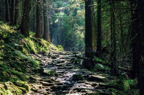 Summer Moody Forest Stock Photo Image Of Landscape 270280894