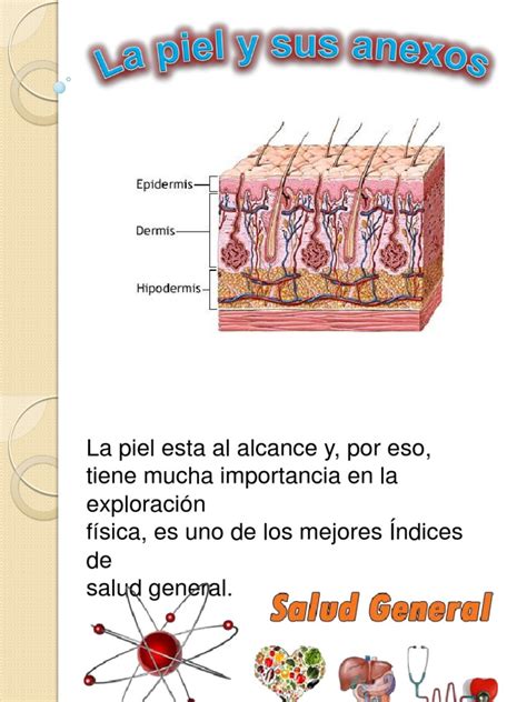 La Piel Y Sus Anexos Piel Anatomía Humana
