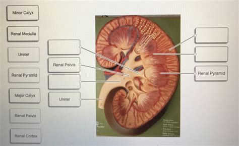 Renal Pelvis Calyx