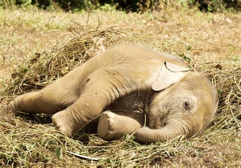 Herd Of Allegedly Drunk Elephants Found Passed Out