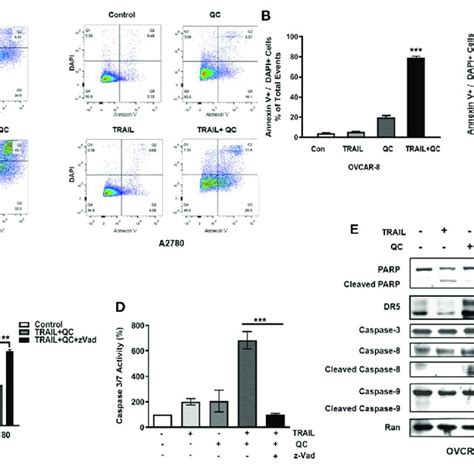 Apoptosis Induced By Quinacrine And Trail In Ovarian Cancer Cells