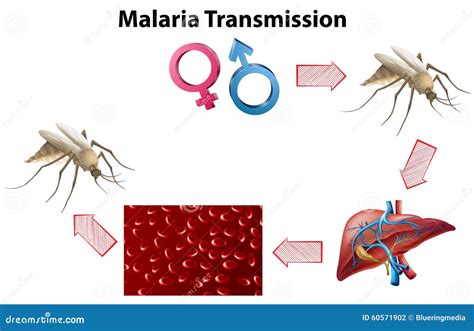 Malaria Transmission Diagram With No Text