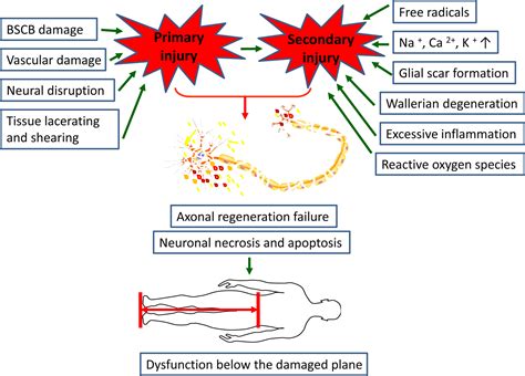 Frontiers Neuroinflammation And Scarring After Spinal Cord Injury