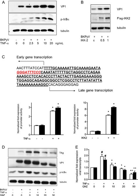 Suppression Of Bkpyv Replication By Nf κb Inhibition A Hrptecs Were