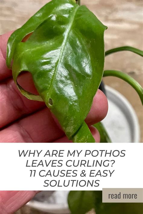 Why Are My Pothos Leaves Curling 11 Causes Easy Solutions Pothos