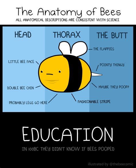 Bee Comic — Bee Anatomy for KIDS!