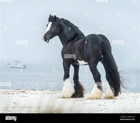 Black Gypsy Vanner Horse stallion on ocean shore Stock Photo - Alamy