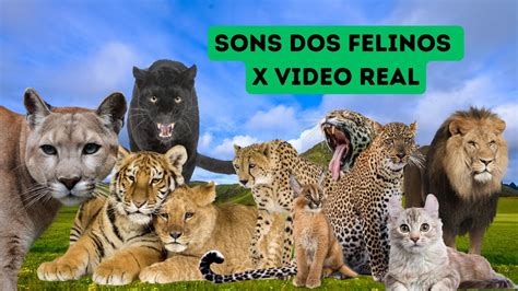 Sons Emitidos Pelos Felinos Animais Selvagens Youtube