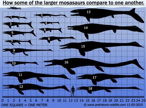 Megalodon Vs Giant Mosasaur