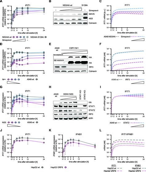 Influence Of Various Viral Antagonists On Rig I Signaling Dynamics In