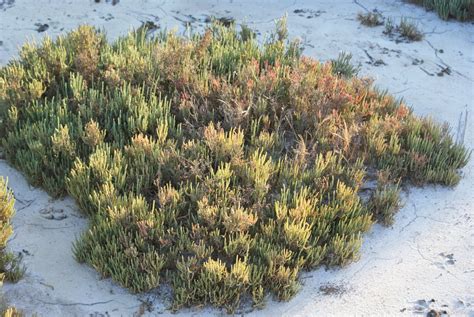 Las Plantas De Sal Pueden Ser La Soluci N Para El Cambio Clim Tico