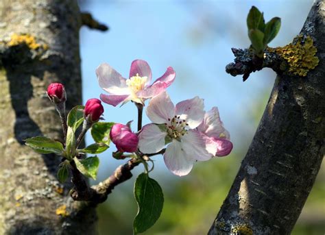 Fotos gratis manzana árbol naturaleza rama luz de sol hoja