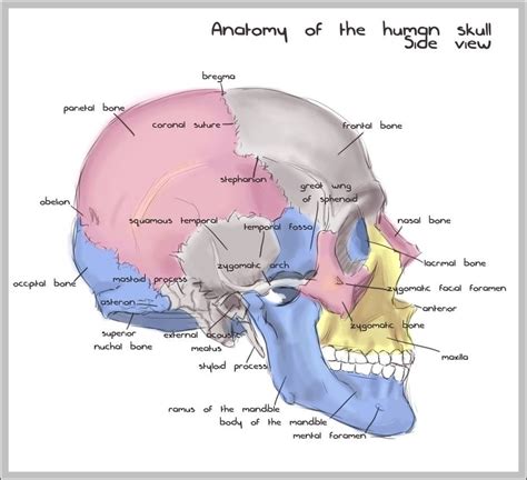 Human Skull Diagram Image – Anatomy System – Human Body Anatomy diagram ...