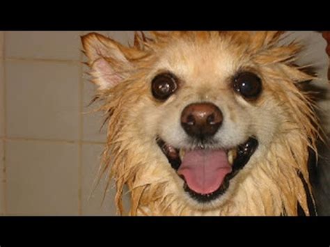 Why Do Dogs Run Around Like Crazy After A Bath