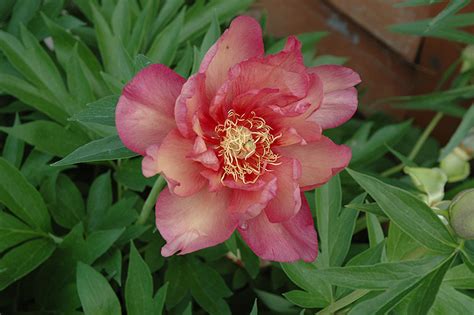 Kopper Kettle Peony (Paeonia 'Kopper Kettle') in Greensboro High Point Winston-Salem Summerfield ...