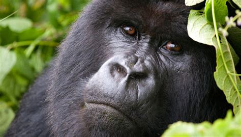 Best Places To Spot Gorillas In Africa Gorilla Trekking Tours Gorillas