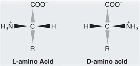 Chapter Mcat Biochemistry Flashcards Quizlet