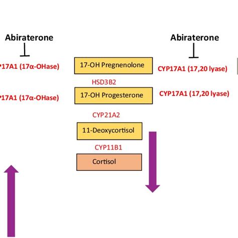 Simplified diagram of steroid synthesis pathway within the adrenal... | Download Scientific Diagram