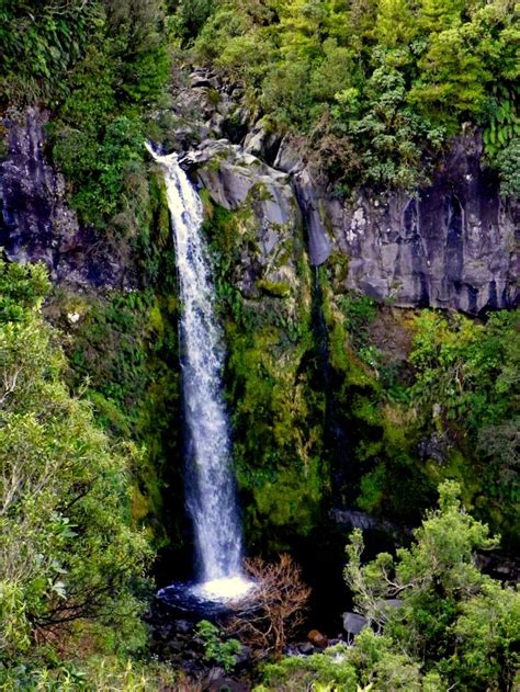 Dawson Falls, New Zealand | Beautiful world, Backpacking travel, New zealand