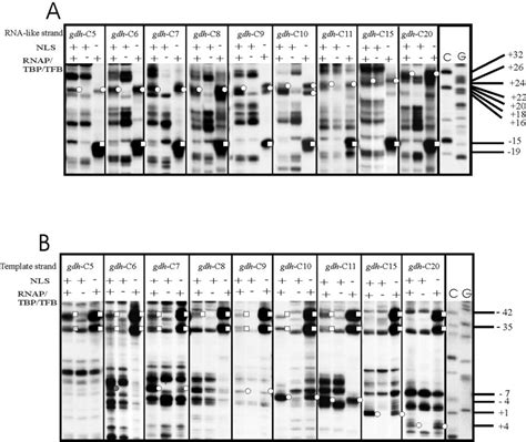 Exonuclease Iii Footprints Of Stalled Transcription Complexes The Download Scientific Diagram