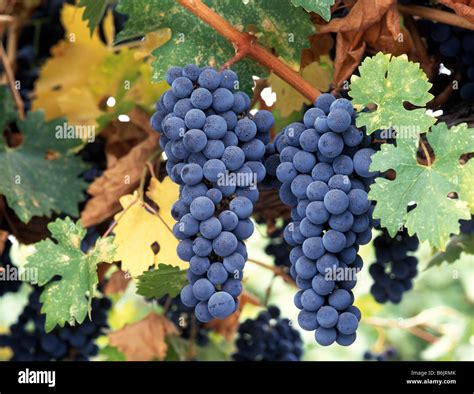 USA, California, Napa Valley. Cabernet Sauvignon grapes, ready for ...