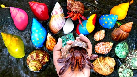 HUNTING LOTS HERMIT CRAB RAINBOW SNAILS ALBINO SNAILS SIPUT