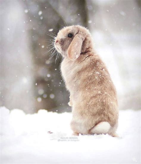 Rabbit звучит не так нежно | Evcil hayvanlar, Hayvan, Tavşancıklar