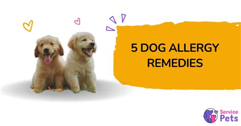 Stye On Dogs Eyelid Treatment Prevention And Care Guide Service Pets